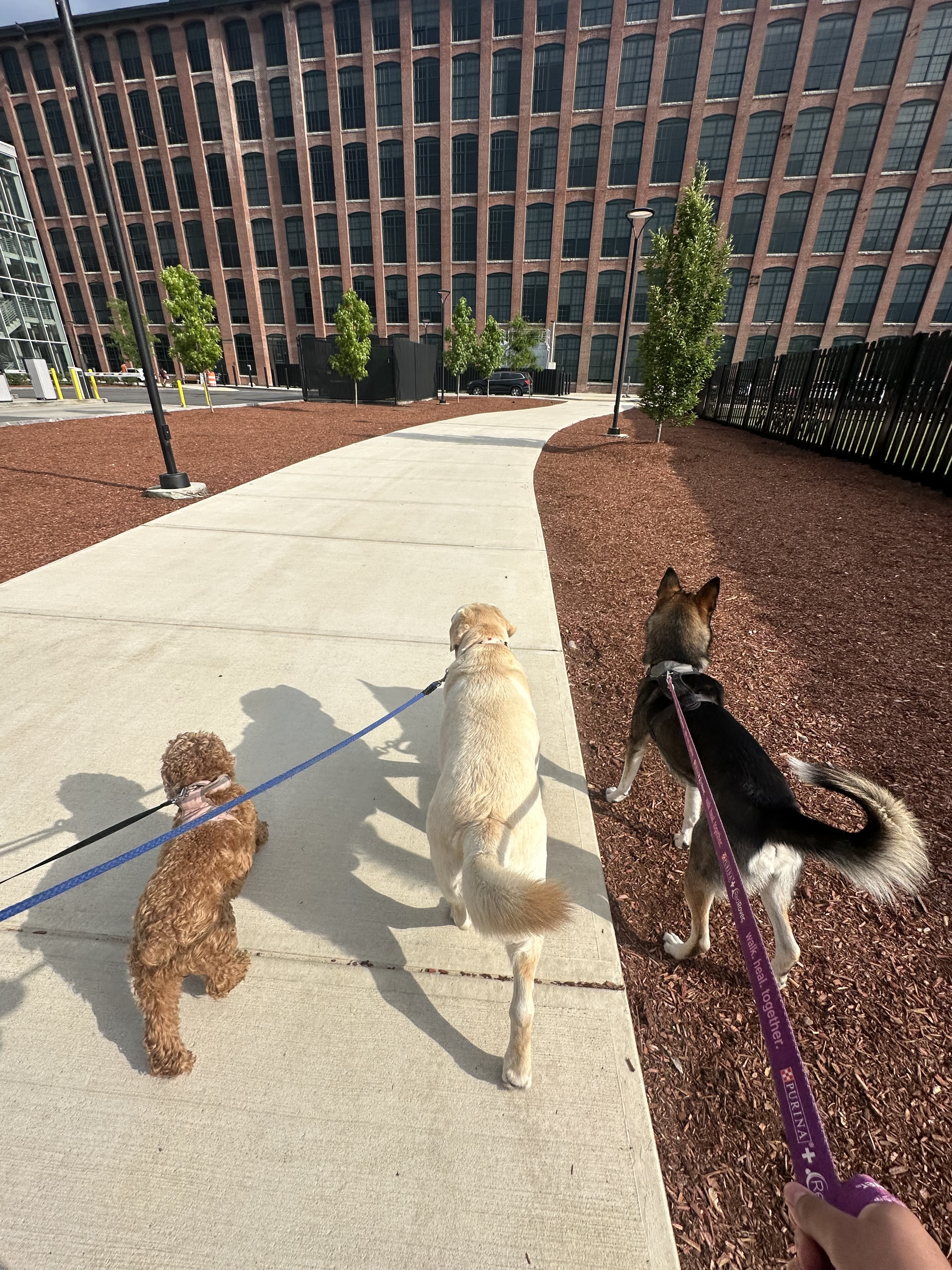 dog walking