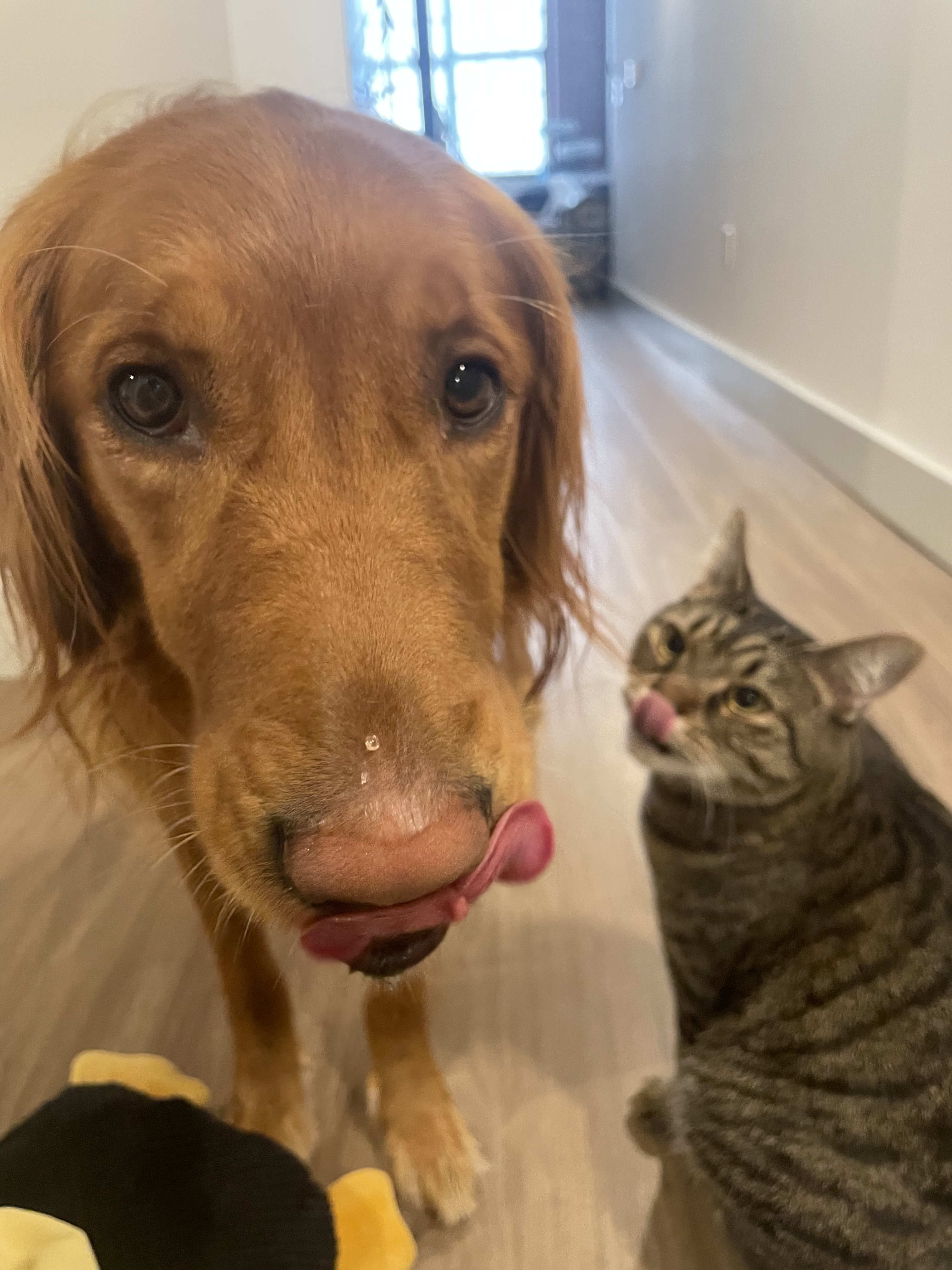 pet sitting